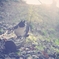 ウチネコ　-探索中-