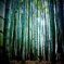 嵐山の竹林