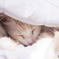 .。zzZZ