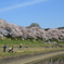 2010　さくら