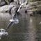 飛びます飛びます！