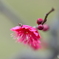 常盤公園にも梅の花が