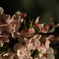 夜桜①