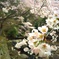 天ヶ滝の桜