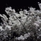 夜桜
