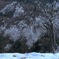 花のような....雨氷