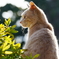 横顔美猫