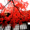 鎌倉の紅葉