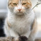 近所の野良猫55