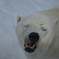 シロクマさんも帰りたい