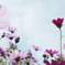 秋桜