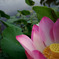 Lotus 1/2