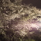 城之内公園夜桜