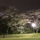 城之内公園夜桜2