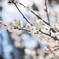 鎌倉 梅 開花
