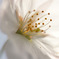 桜 15