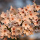 桜 22