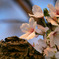 桜 24