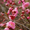 ume