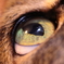 Cat`s Eye