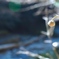 さきさく
