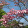 何の花かわかりません。