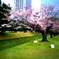 浜離宮恩師庭園