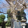 500年くらい前はどんな細い木だったの？