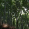 竹林の小径１