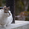 哲学猫