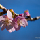 河津桜