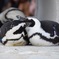 ペンギン 上野動物園