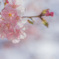 河津桜まつり2016