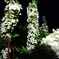 夜華