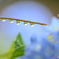 梅雨の楽しみ。