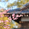 半城土天満の梅