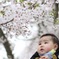 我が子と桜