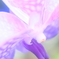 花便り　- 花芯の神秘 -