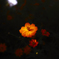 cosmos