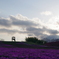 夕暮れの芝桜