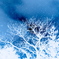 Snowy sky