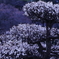 梅２