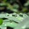 水玉