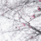 Bloom plum in the spring season