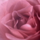 Happy Valentine's Day!