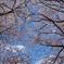 桜空