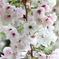 桜の通り抜け-12