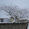 雪桜