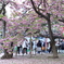 桜の通り抜け-13