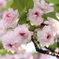 桜の通り抜け-16